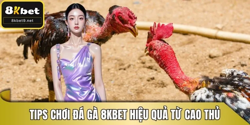 Tips chơi đá gà 8KBET hiệu quả từ cao thủ