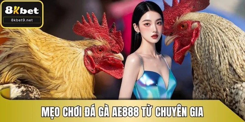 Mẹo chơi đá gà AE888 từ chuyên gia